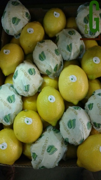 lemon cauquen 1.jpg