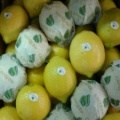 lemon cauquen 1