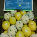 limón Eureka 1